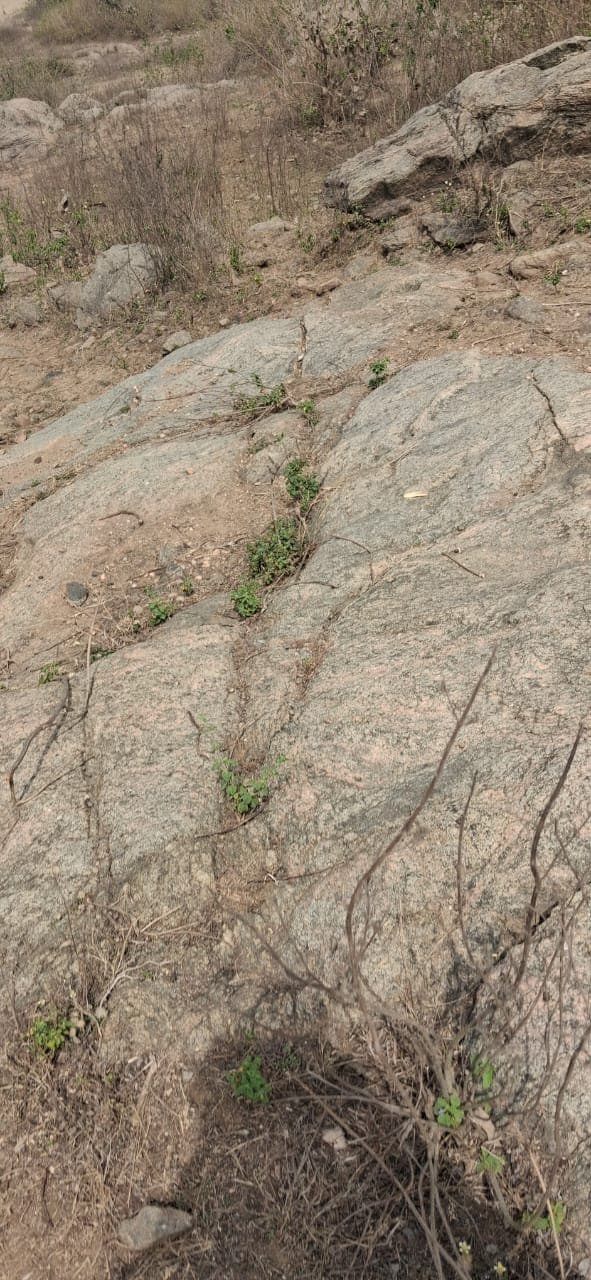 Mineral-rich rock surface